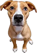 Molly Materson, BridgePoint Intelligence Four-Legged Chief Morale Officer